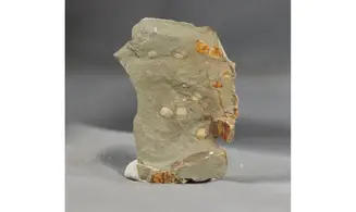 Brachiopodes non déterminé
