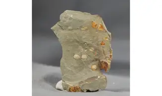Brachiopodes non déterminé