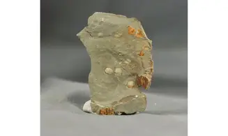 Brachiopodes non déterminé