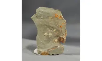 Brachiopodes non déterminé