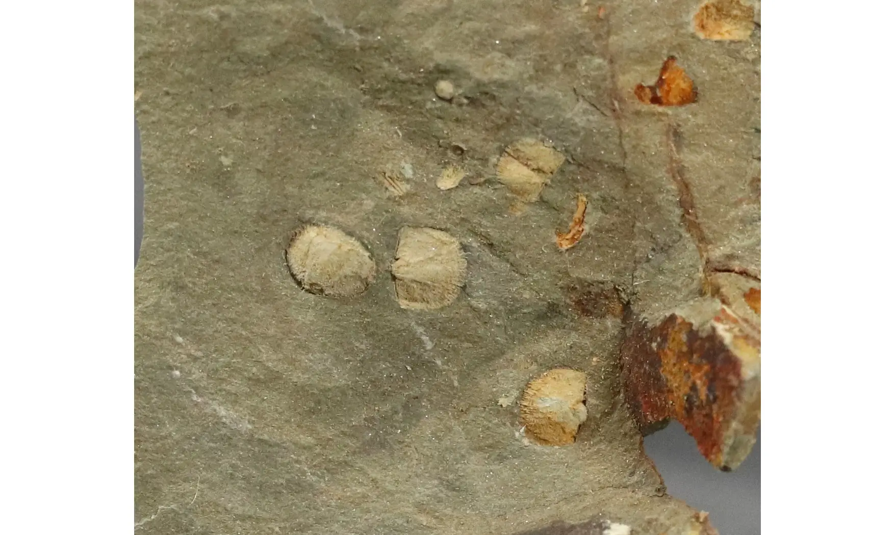Brachiopodes non déterminé