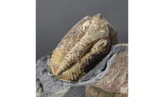 Phacopidina micheli