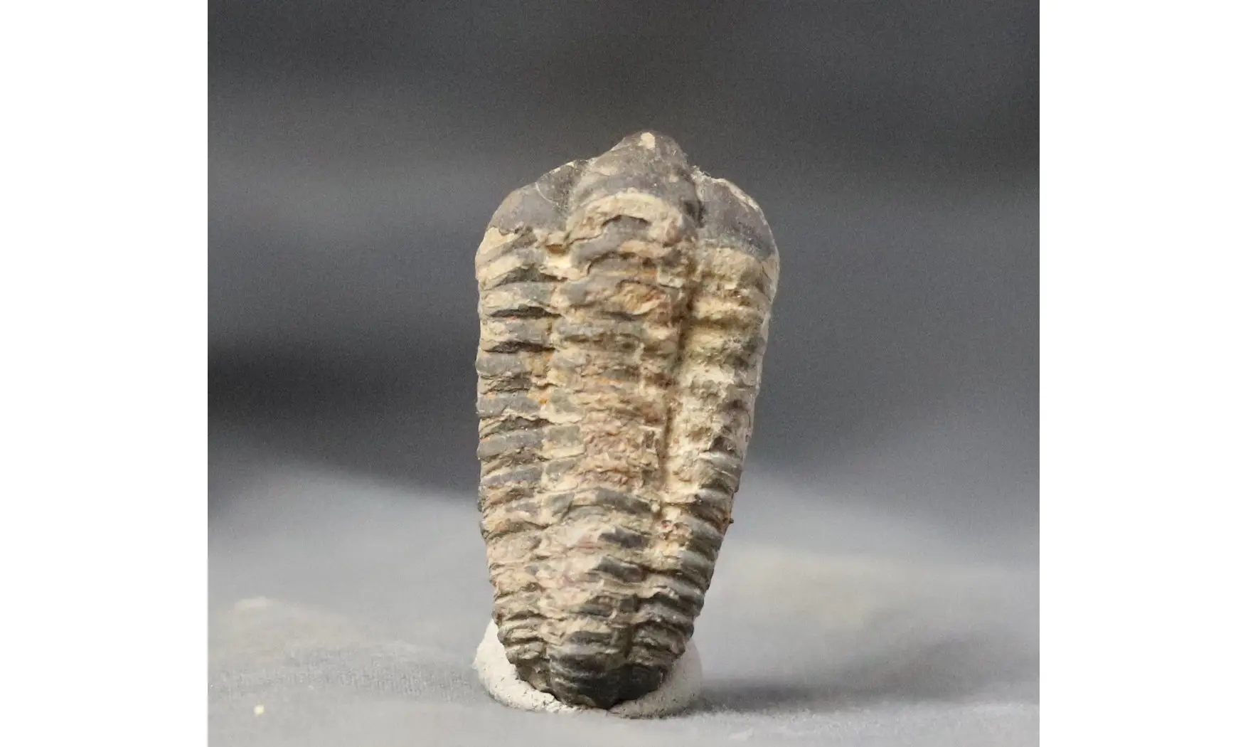 Colpocorypherouaulti