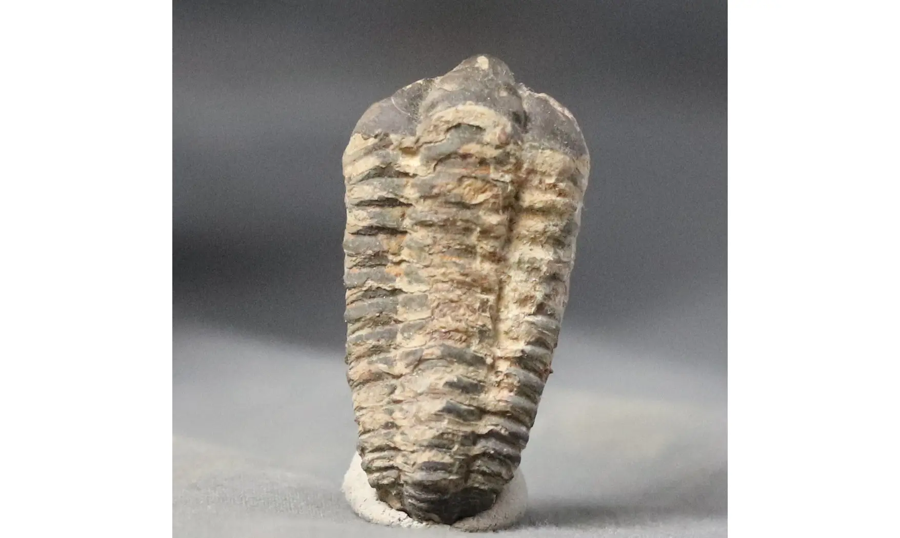 Colpocorypherouaulti