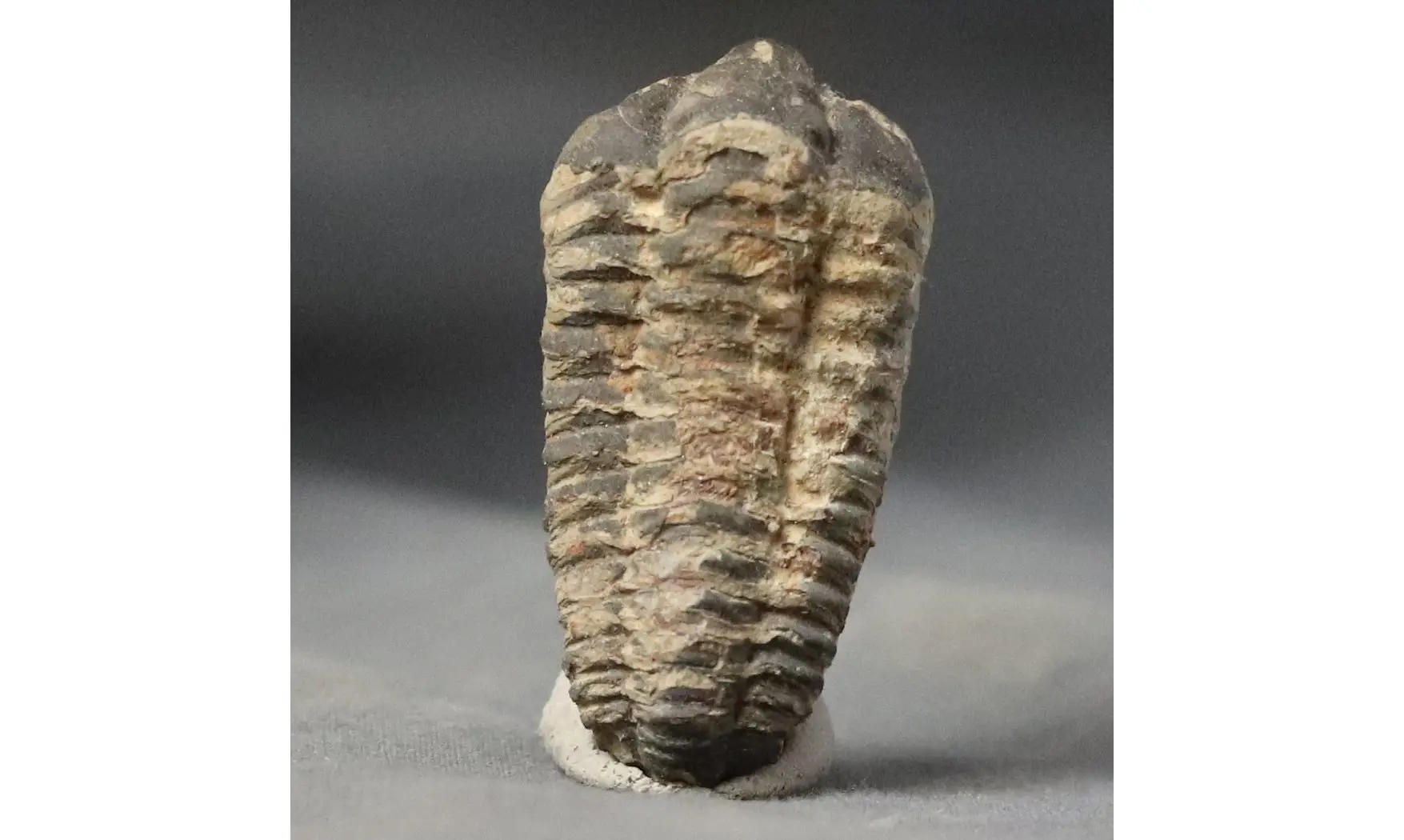 Colpocorypherouaulti