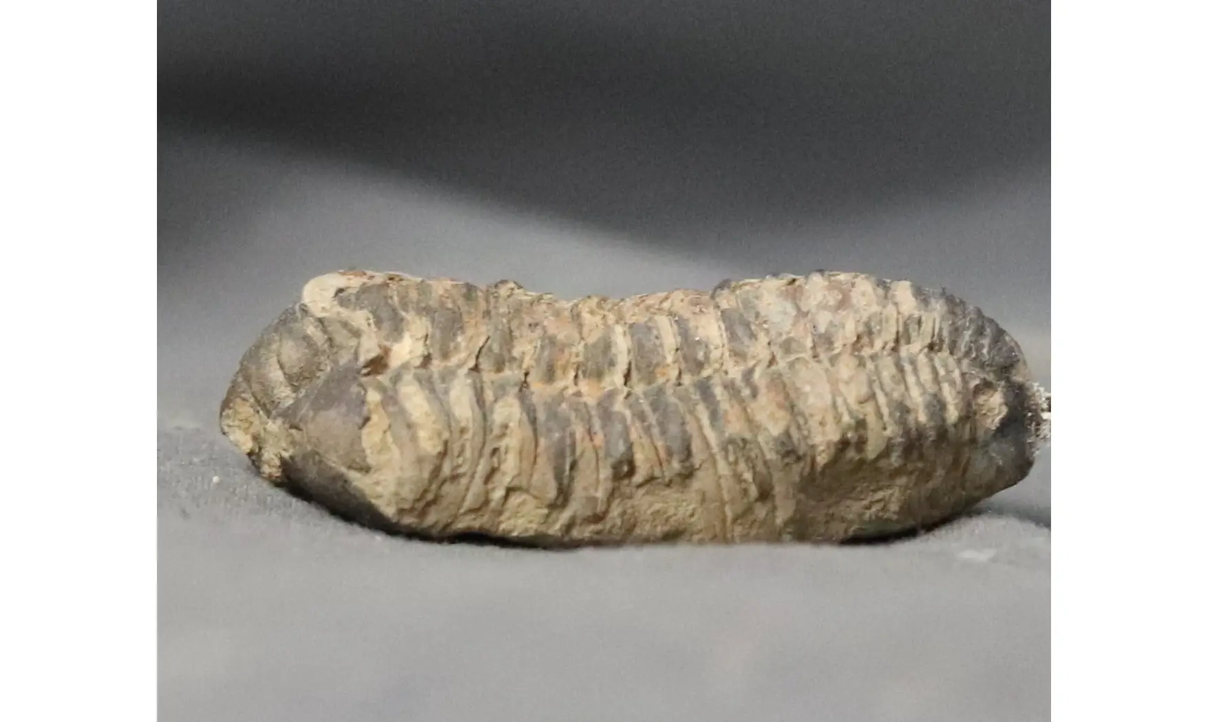 Colpocorypherouaulti