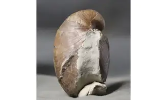 Exogyra arduennensis