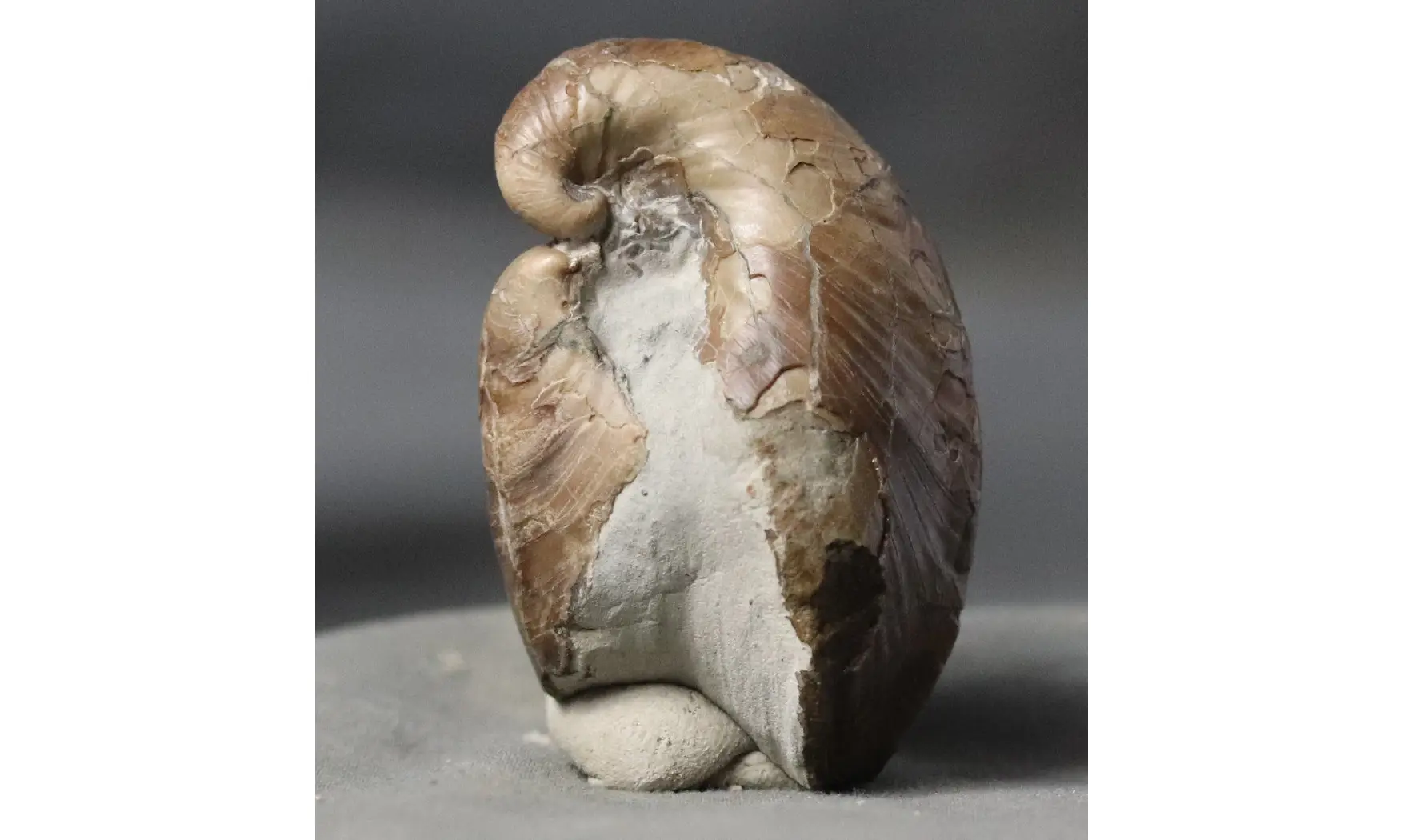Exogyra arduennensis