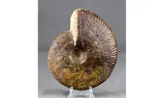 Oraniceras wuerttembergica