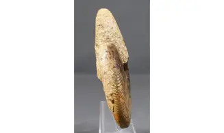Oraniceras wuerttembergica