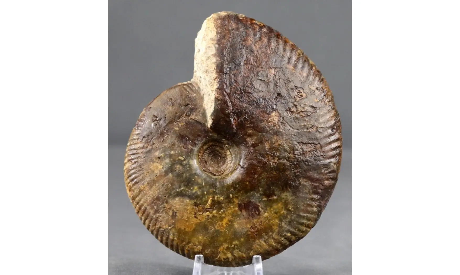 Oraniceras wuerttembergica