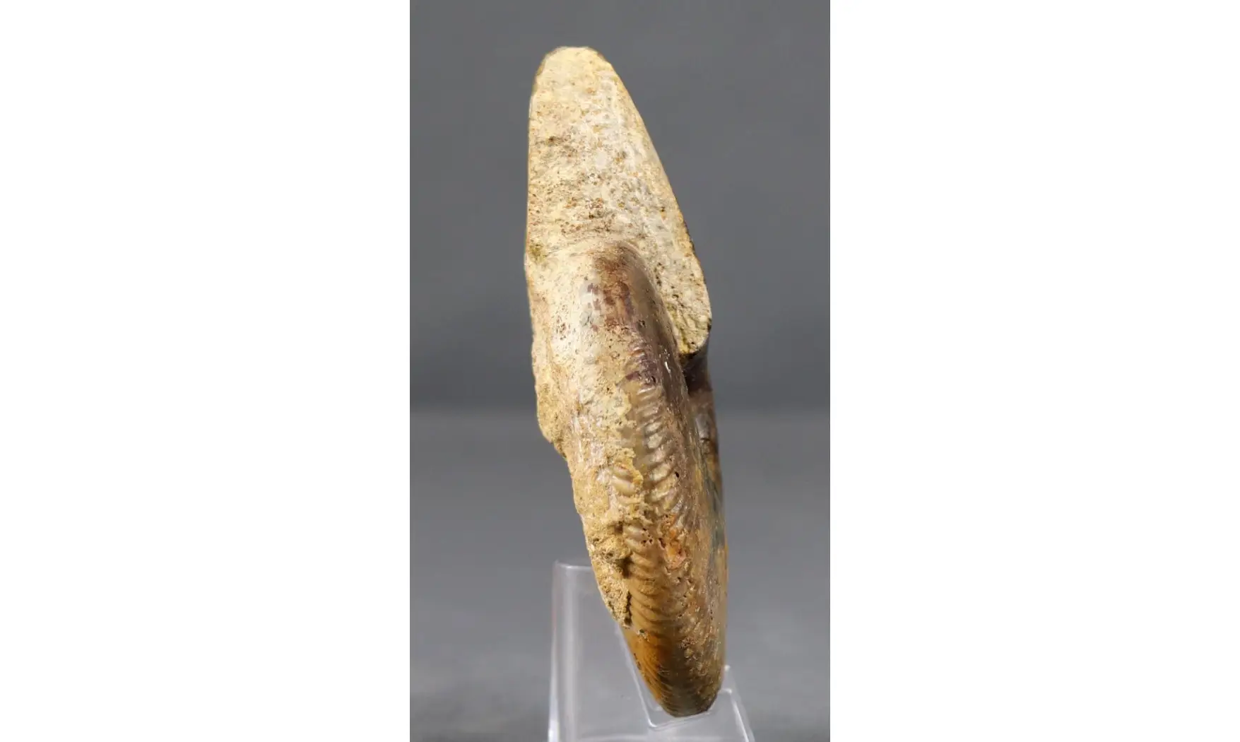 Oraniceras wuerttembergica