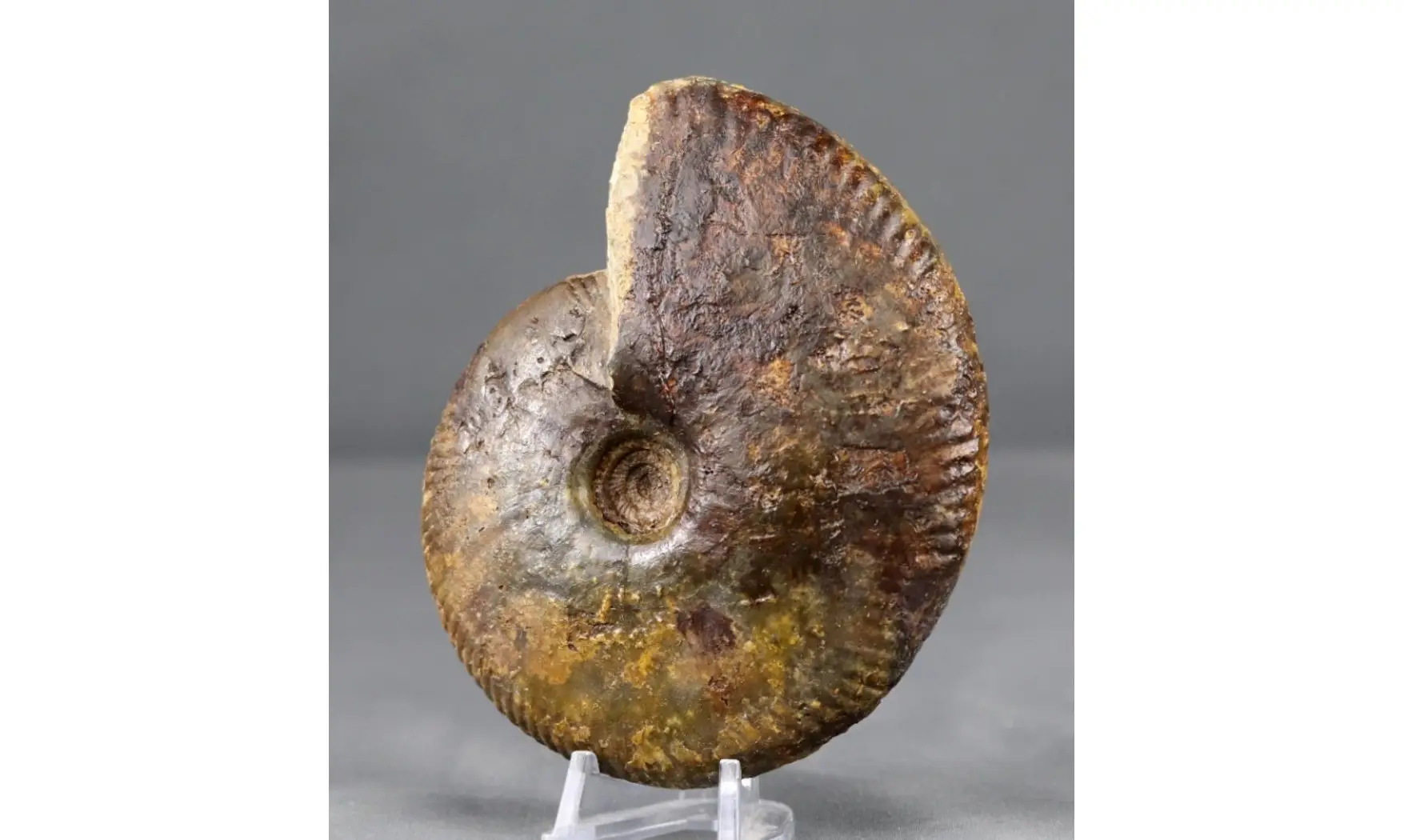 Oraniceras wuerttembergica
