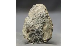 Tomaculum problematicum
