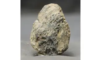 Tomaculum problematicum