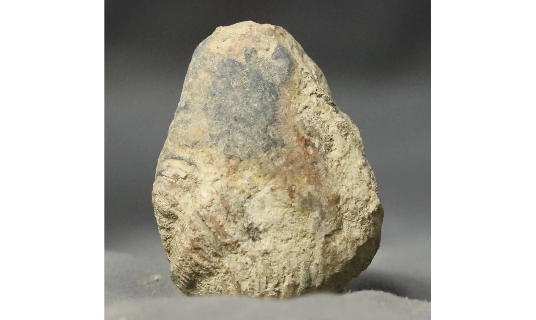Tomaculum problematicum