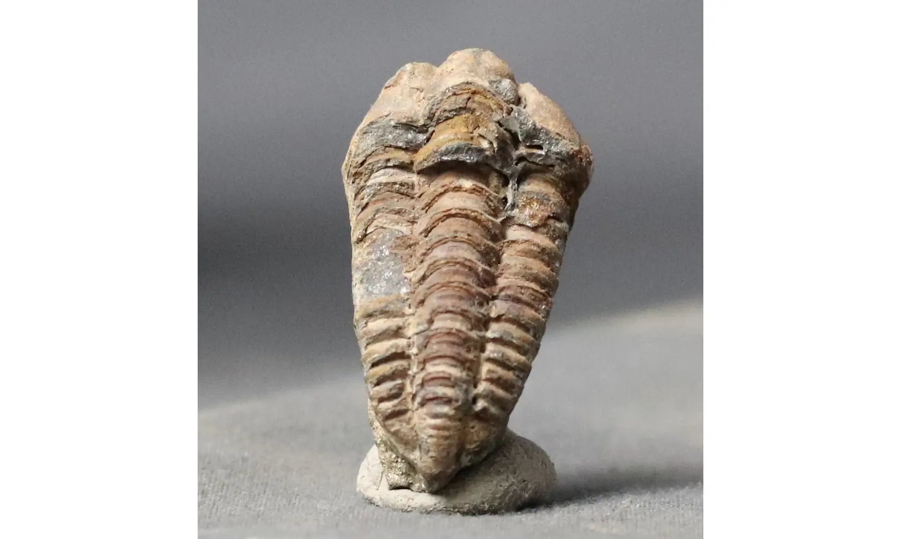 Colpocoryphe rouaulti