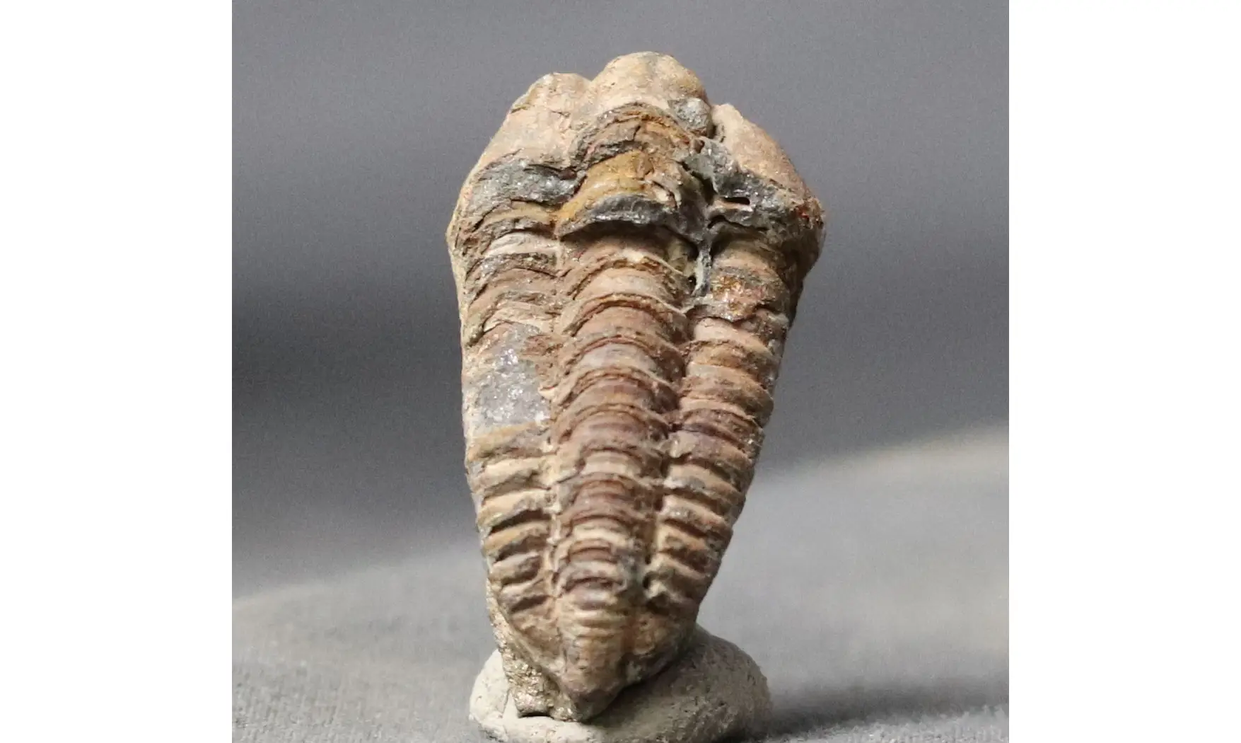 Colpocoryphe rouaulti