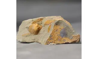 Brachiopodes non déterminé