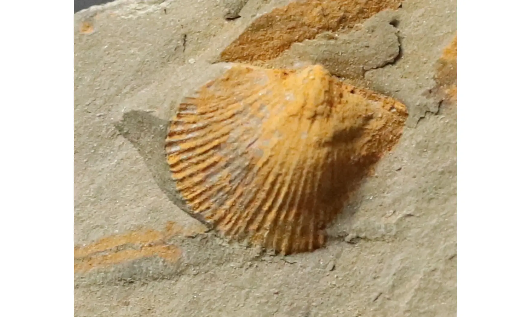 Brachiopodes non déterminé