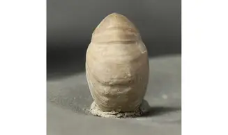 Rugitella ranvilliana