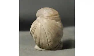 Rugitella ranvilliana