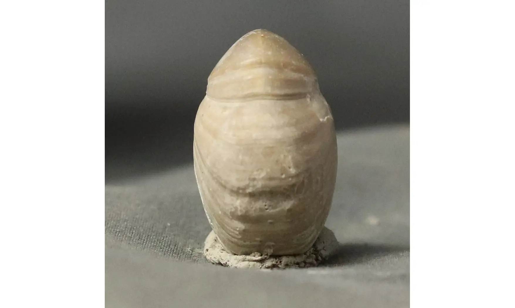 Rugitella ranvilliana