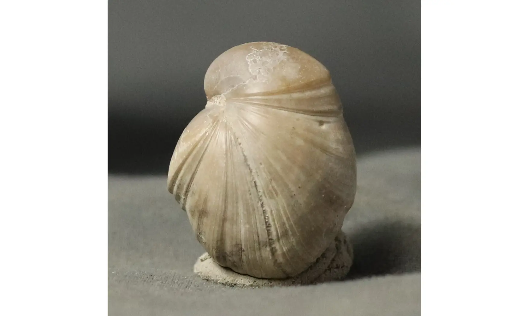 Rugitella ranvilliana