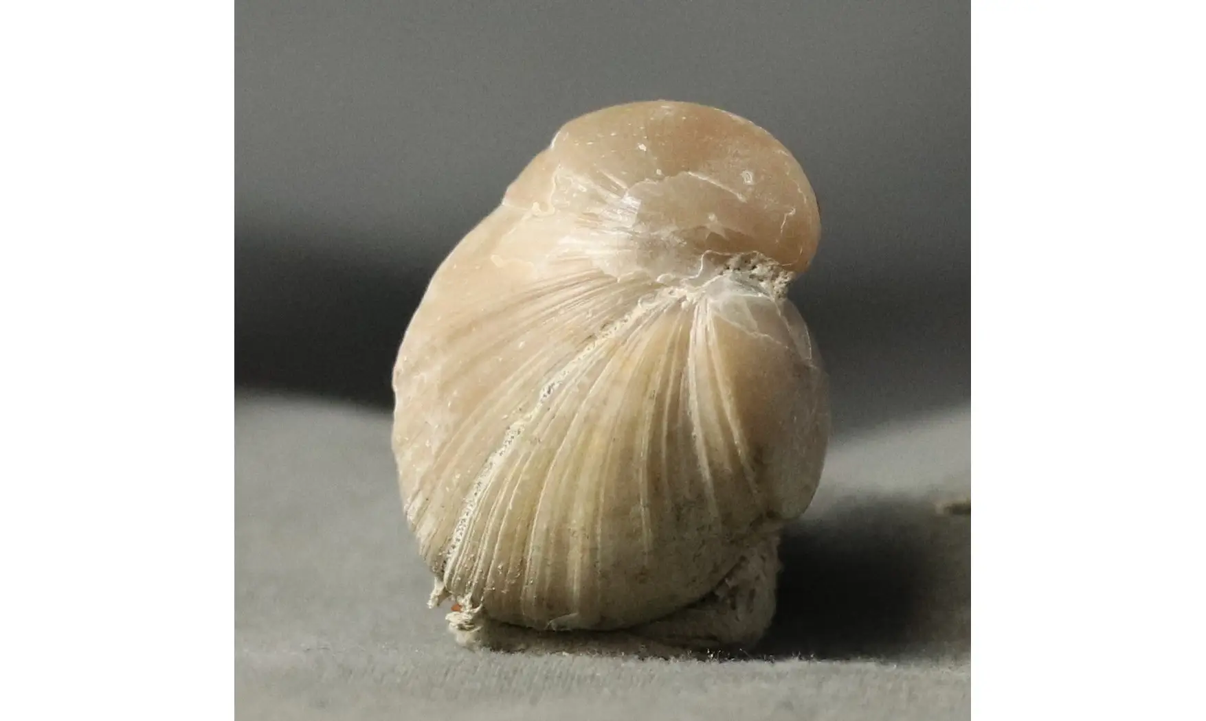 Rugitella ranvilliana