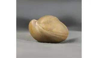 Rugitella ranvilliana