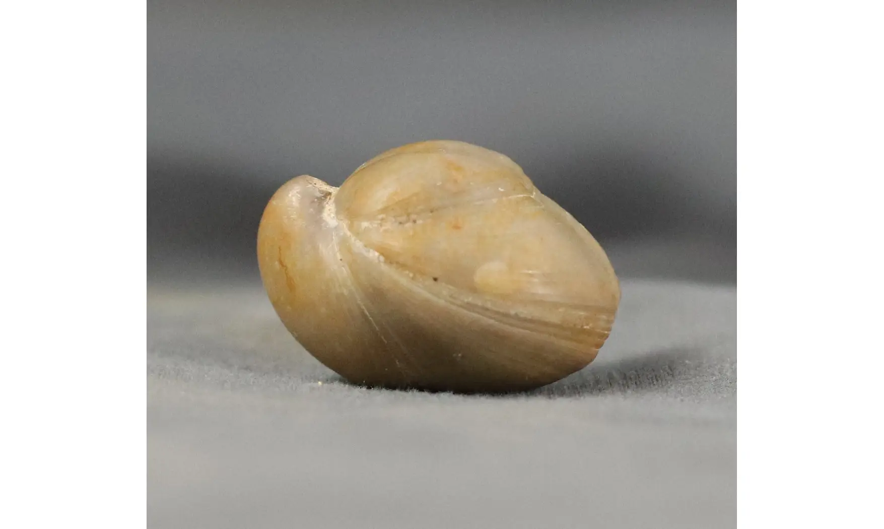Rugitella ranvilliana
