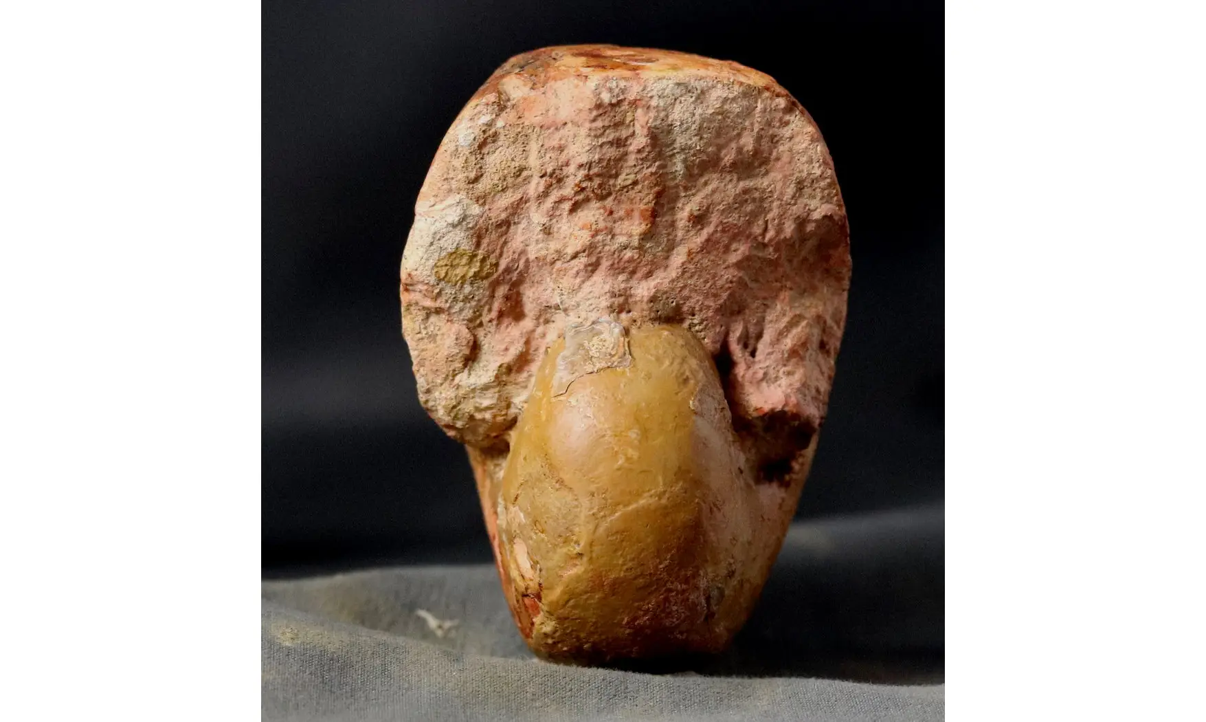 Paracenoceras