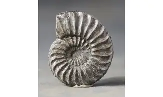 Pleuroceras solare