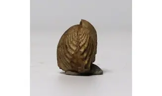 Isjuminella thierachensis