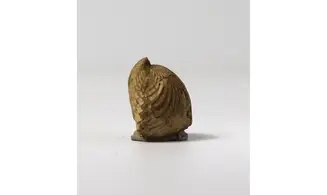 Isjuminella thierachensis