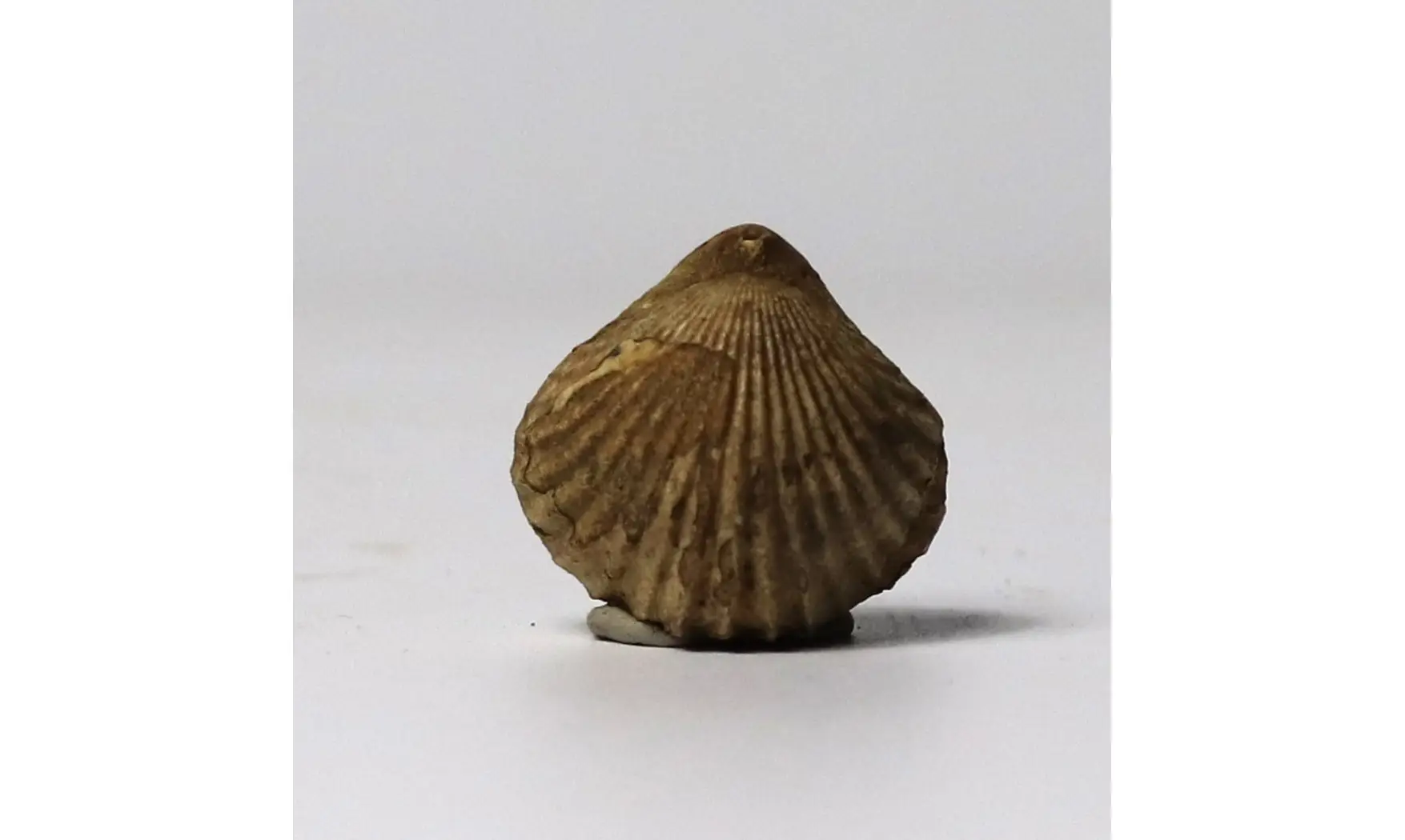 Isjuminella thierachensis