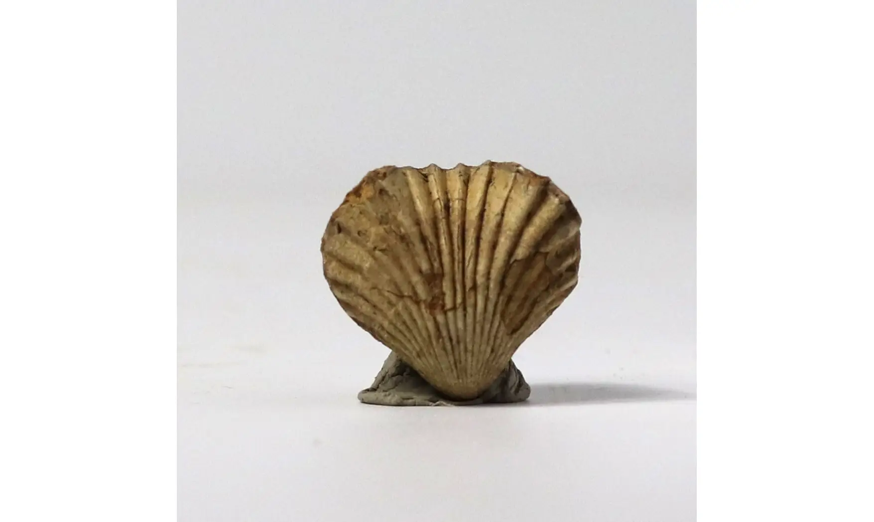 Isjuminella thierachensis