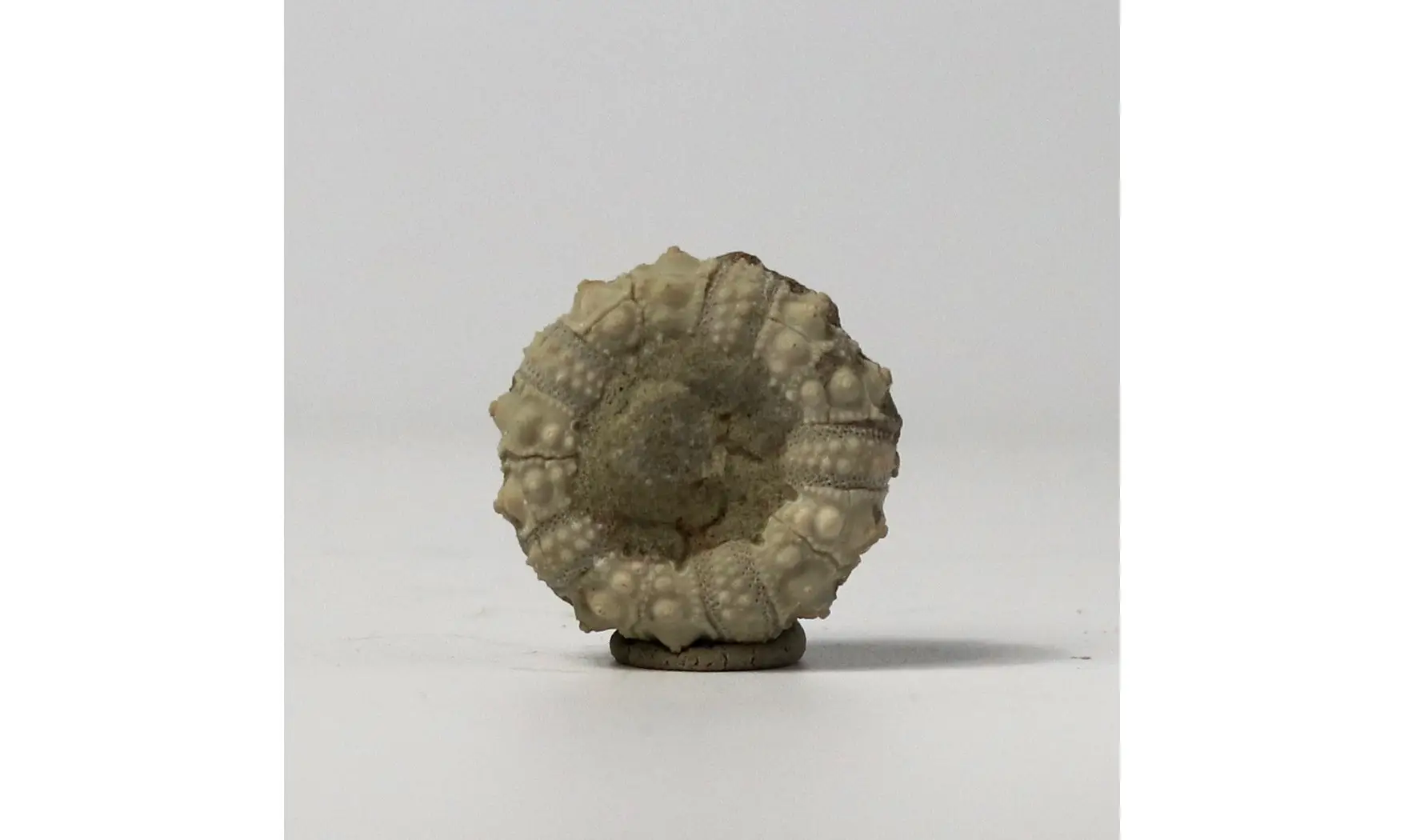 Hemicidaris glasvillei