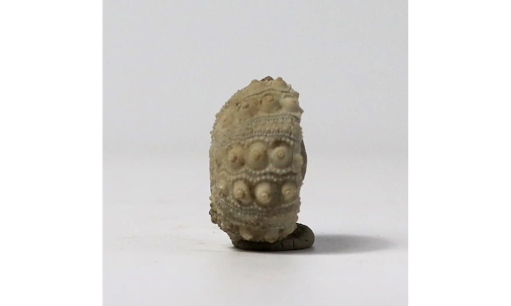 Hemicidaris glasvillei