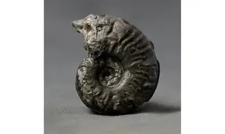 Harpoceras sp.