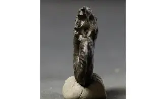 Harpoceras sp.