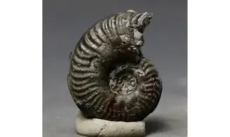 Harpoceras sp.