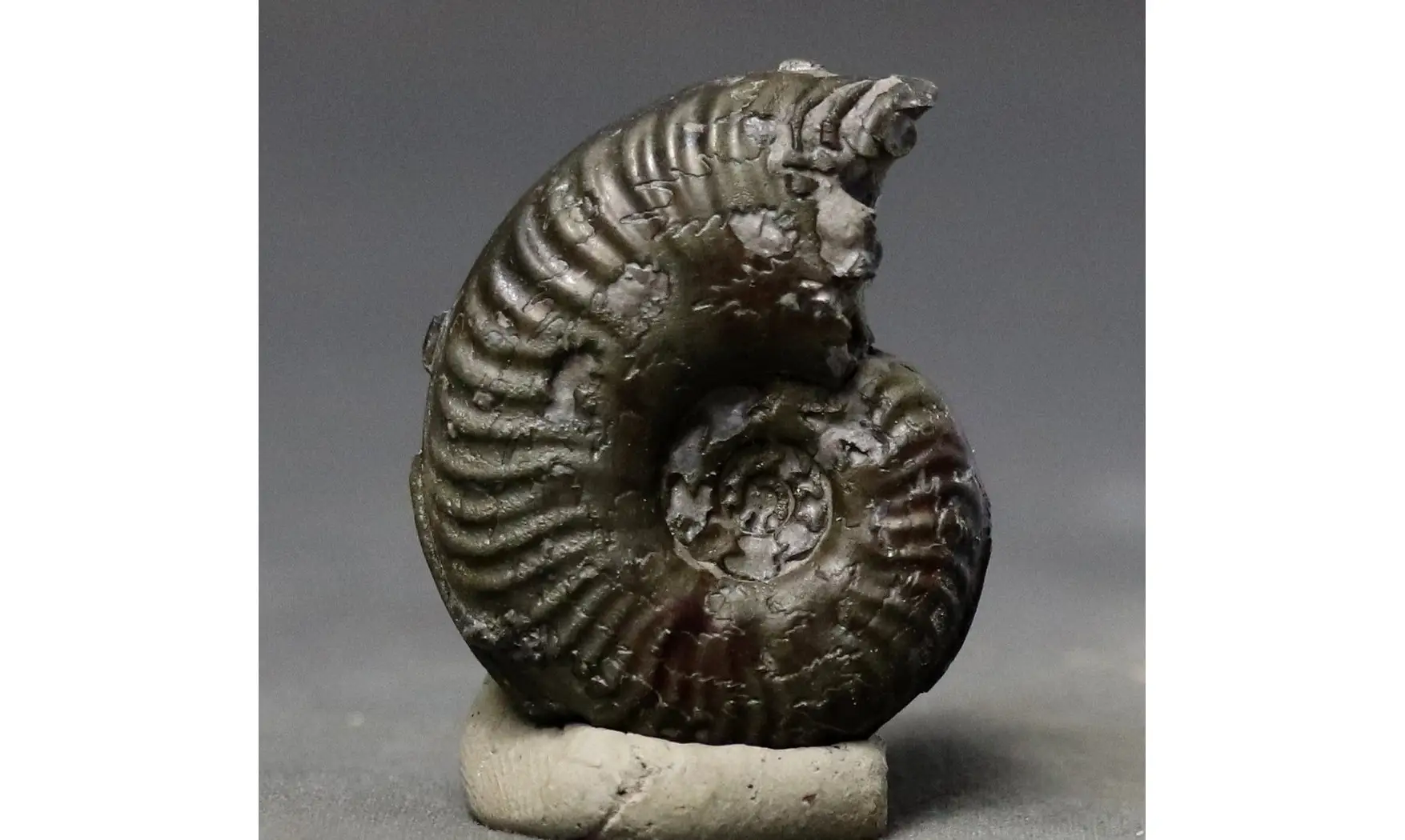 Harpoceras sp.