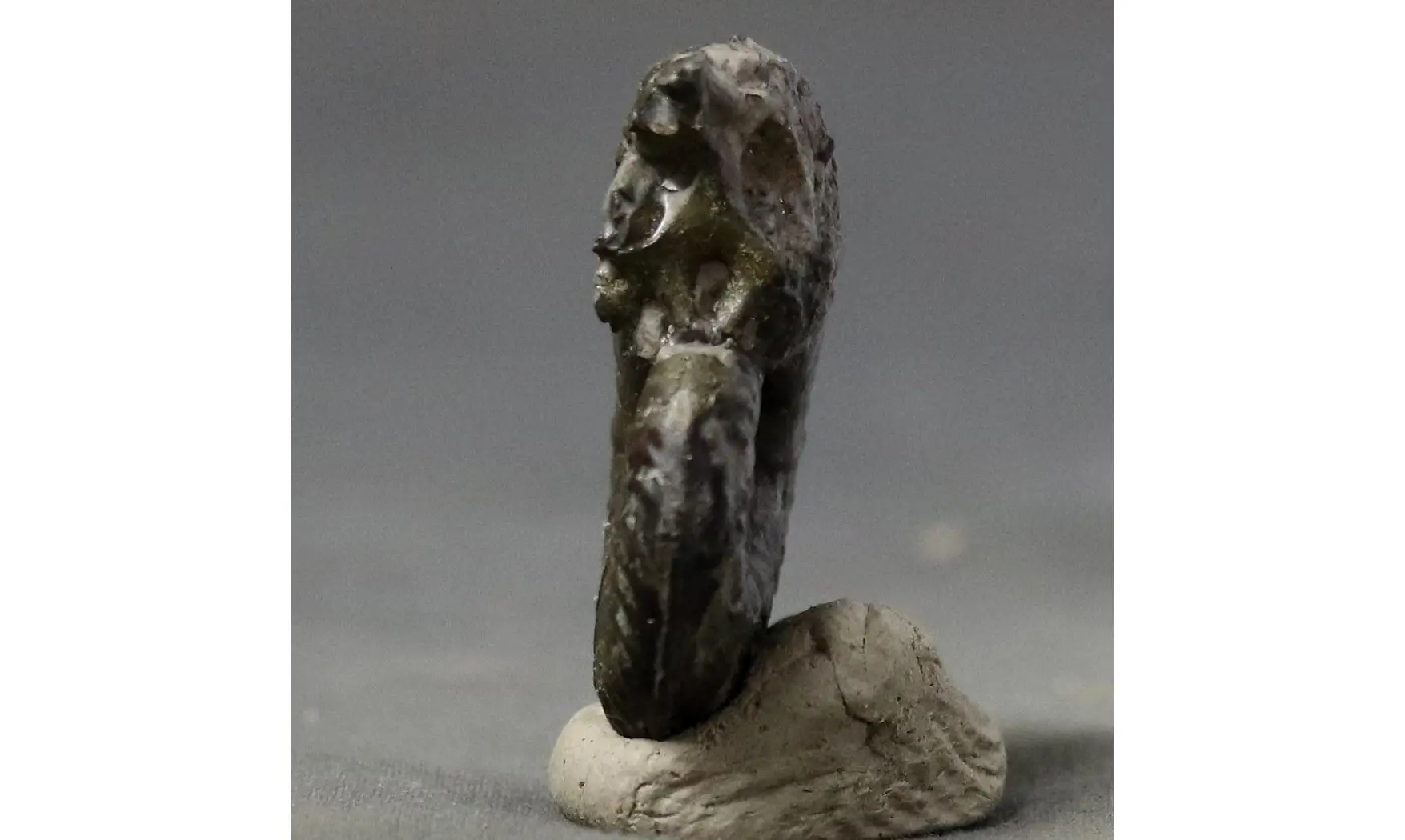 Harpoceras sp.
