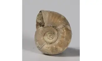Planorbis planorbis