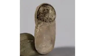 Planorbis planorbis