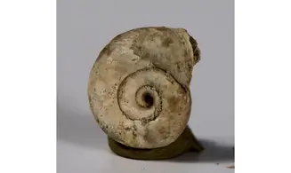 Planorbis planorbis