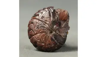 Imitoceras sp.