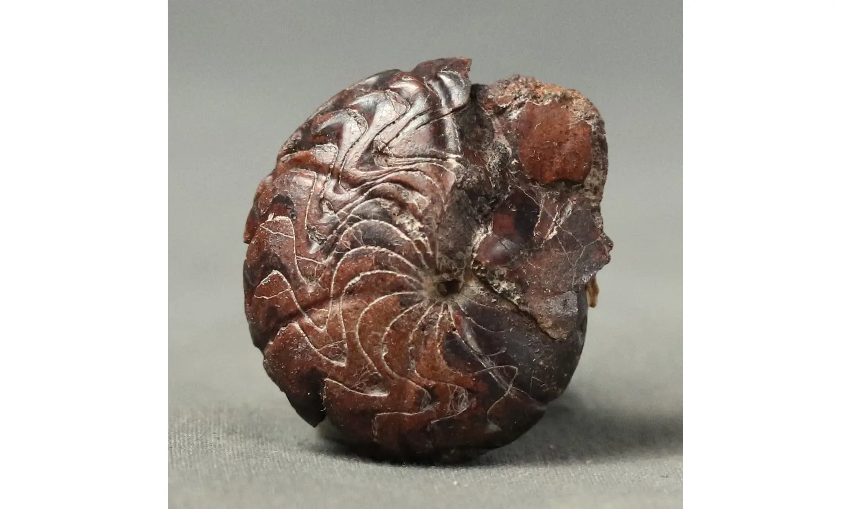 Imitoceras sp.