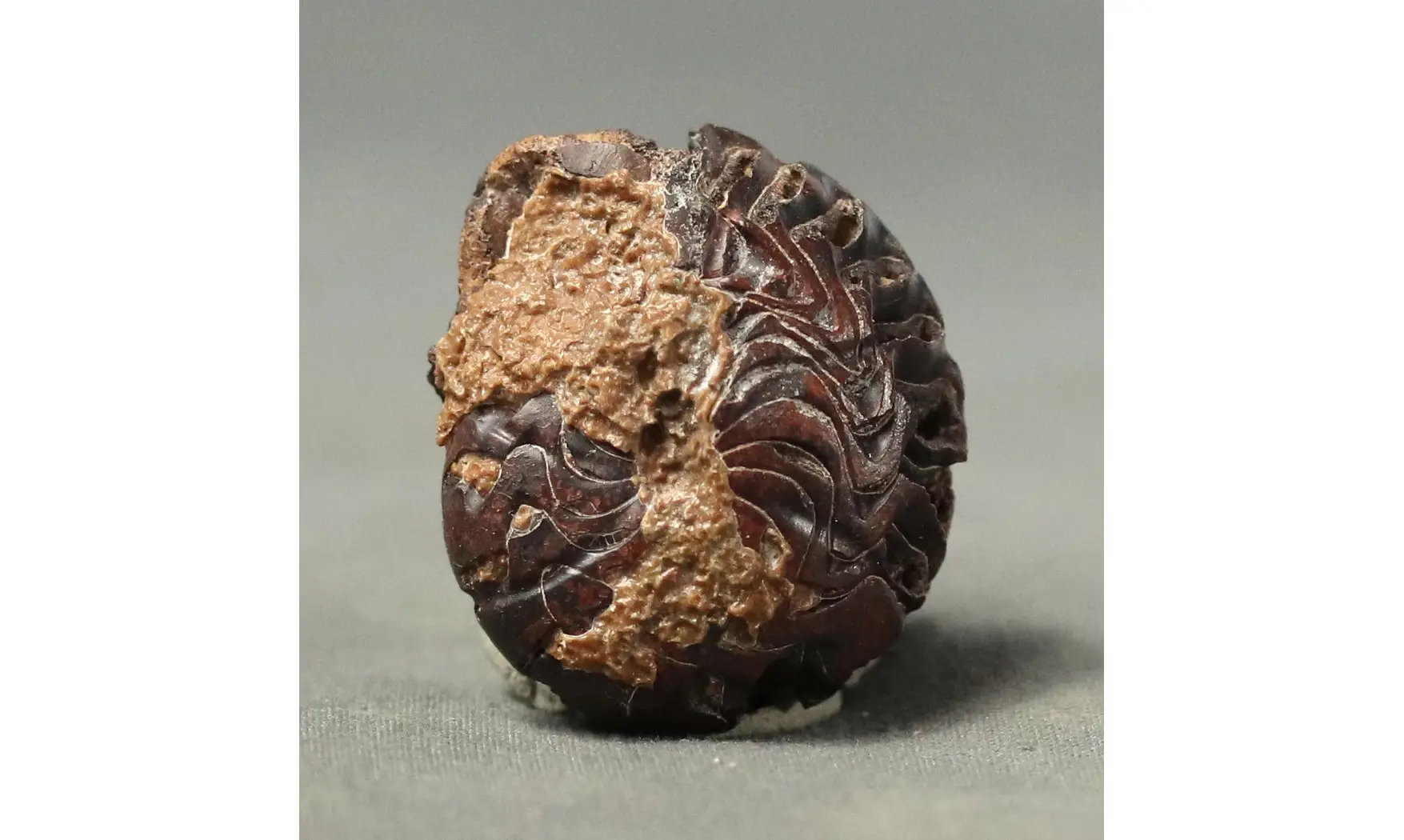 Imitoceras sp.